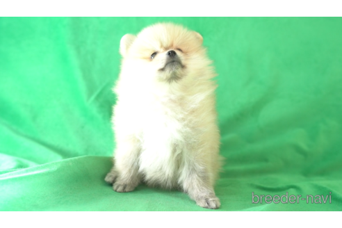 成約済の東京都のポメラニアン-163172の4枚目